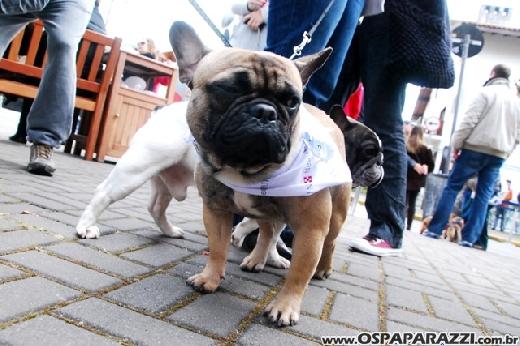 Famosos participam do 8o. Passeio de Cães em Campos do Jordão