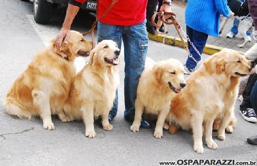 Famosos participam do 8o. Passeio de Cães em Campos do Jordão