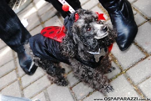 Famosos participam do 8o. Passeio de Cães em Campos do Jordão