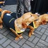 Famosos participam do 8o. Passeio de Cães em Campos do Jordão
