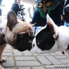 Famosos participam do 8o. Passeio de Cães em Campos do Jordão