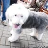 Famosos participam do 8o. Passeio de Cães em Campos do Jordão