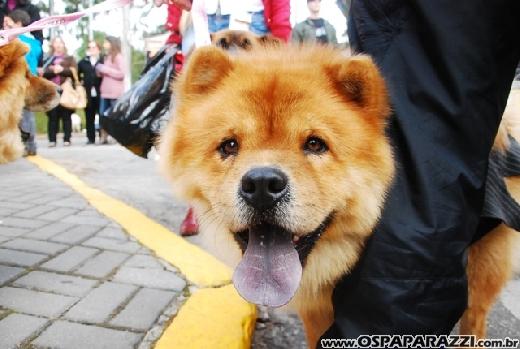 Famosos participam do 8o. Passeio de Cães em Campos do Jordão