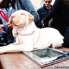 Famosos participam do 8o. Passeio de Cães em Campos do Jordão