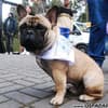 Famosos participam do 8o. Passeio de Cães em Campos do Jordão