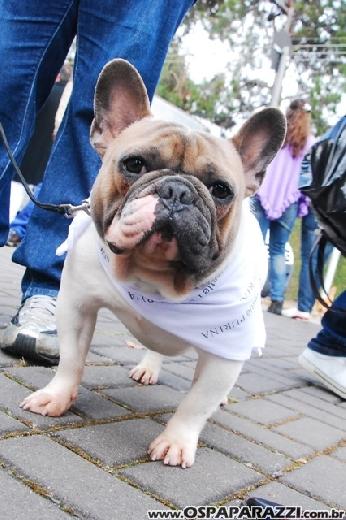Famosos participam do 8o. Passeio de Cães em Campos do Jordão