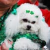 Famosos participam do 8o. Passeio de Cães em Campos do Jordão