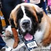 Famosos participam do 8o. Passeio de Cães em Campos do Jordão