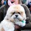 Famosos participam do 8o. Passeio de Cães em Campos do Jordão