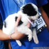Famosos participam do 8o. Passeio de Cães em Campos do Jordão