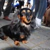 Passeio de cães agita Campos do Jordão