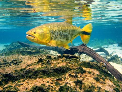 Foto de Bonito