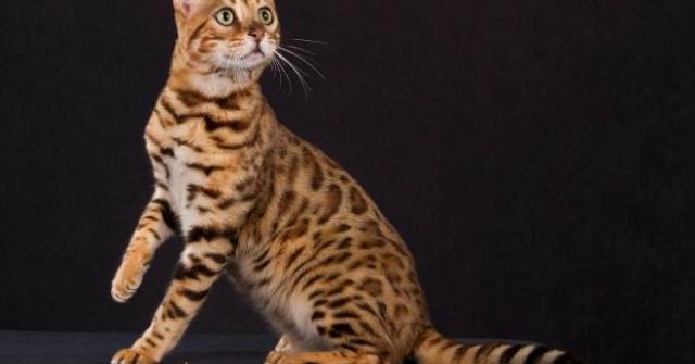Bengal