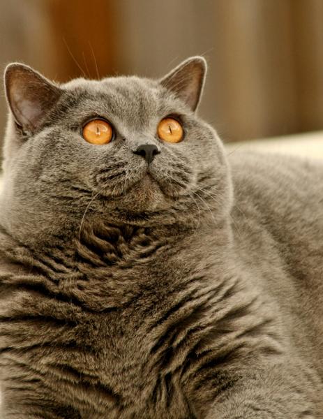 British Shorthair azul é uma raça robusta e chama atenção em exposições