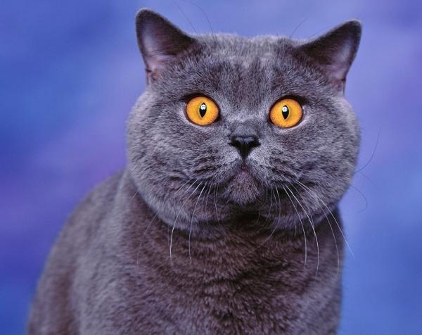 British Shorthair azul é uma raça que adora a companhia do seu dono