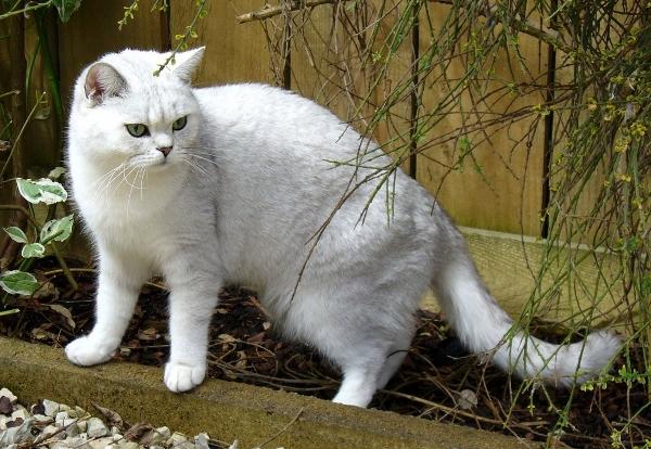 British Shorthair chinchila é uma das variações da raça e são muito elevantes