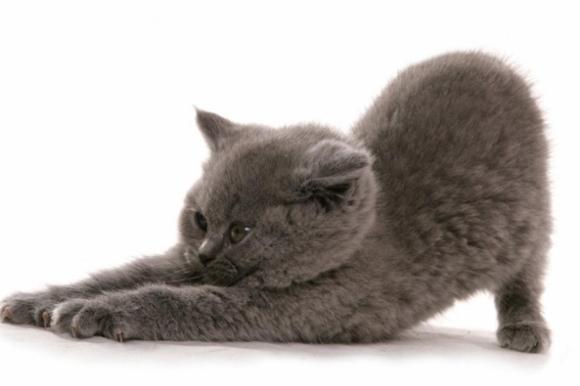 British Shorthair azul são gatos inteligentes e carinhosos