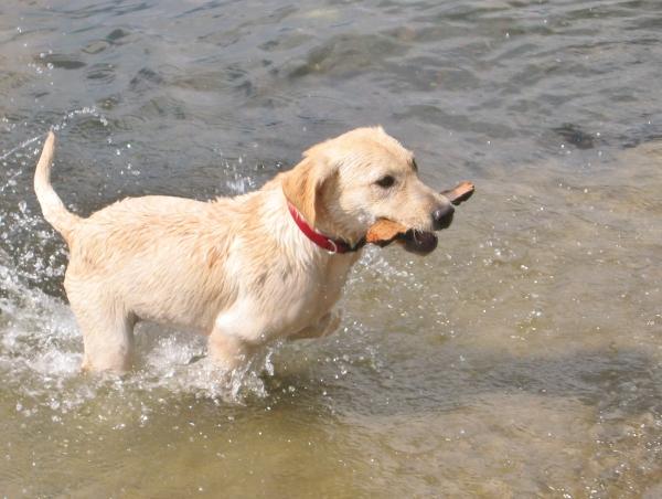 Retriever do Labrador são cães indicados para companhia