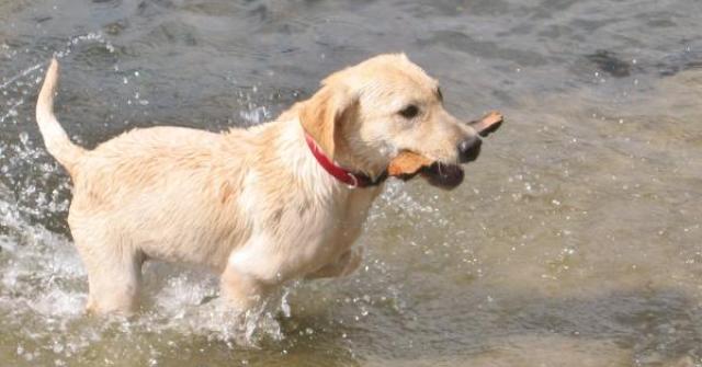 O cachorro Labrador gosta de fazer seu dono feliz, conheça mais sobre essa raça