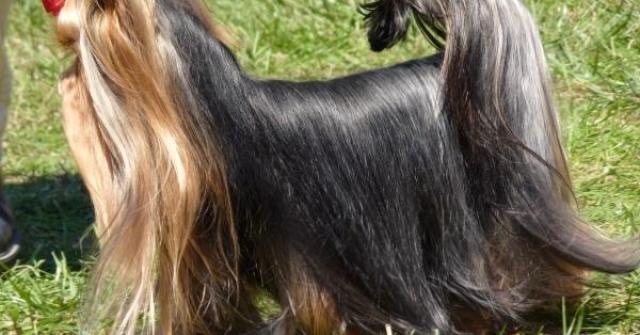Apesar do tamanho, o Yorkshire Terrier é ativo e ótimo cão de guarda