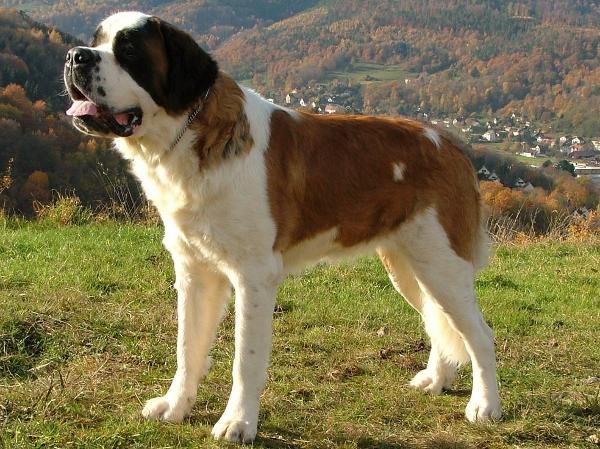 A raça São Bernardo é ótima como cão de guarda