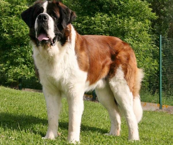 O São Bernardo é a segunda raça de cachorro mais famosa em Hollywood