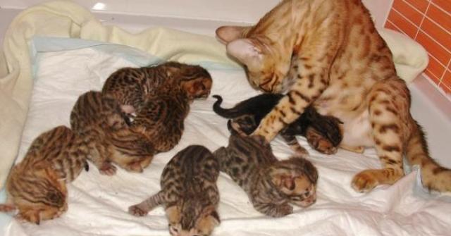 Filhotes de gato recem nascido precisam de cuidados importantes para garantir uma vida saudável ao animal