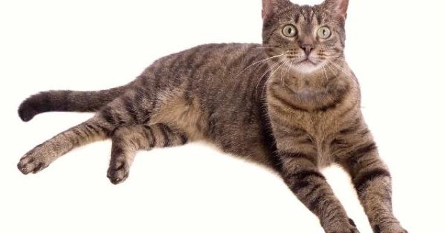 European Shorthair