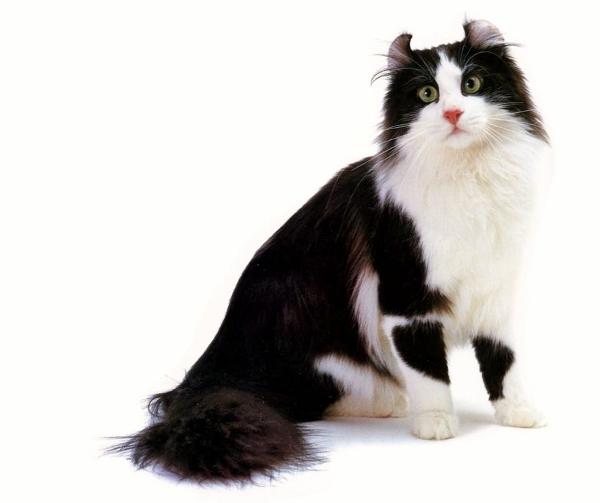American Curl é uma raça de gato conhecida como 'Peter Pan'