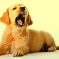 Filhote de Golden Retriever
