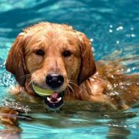 Fotos de Golden Retriever