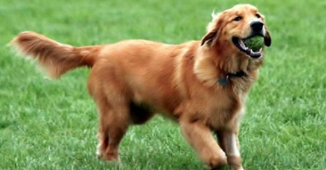 Raça de Cachorro Golden