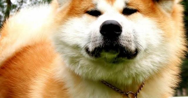 Conheça a raça de cachorro Akita Inu