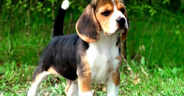Veja fotos e conheça a raça de cachorro Beagle que possui temperamento alegre, audacioso, muito ativo e determinado. Apesar de teimoso, não é agressivo, mas são cães corajosos, resistentes e com um bom faro