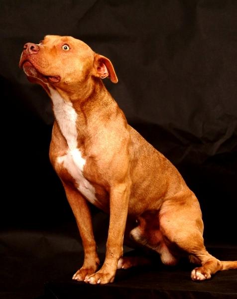 curiosidade sobre a raça de cachorro American Pit Bull