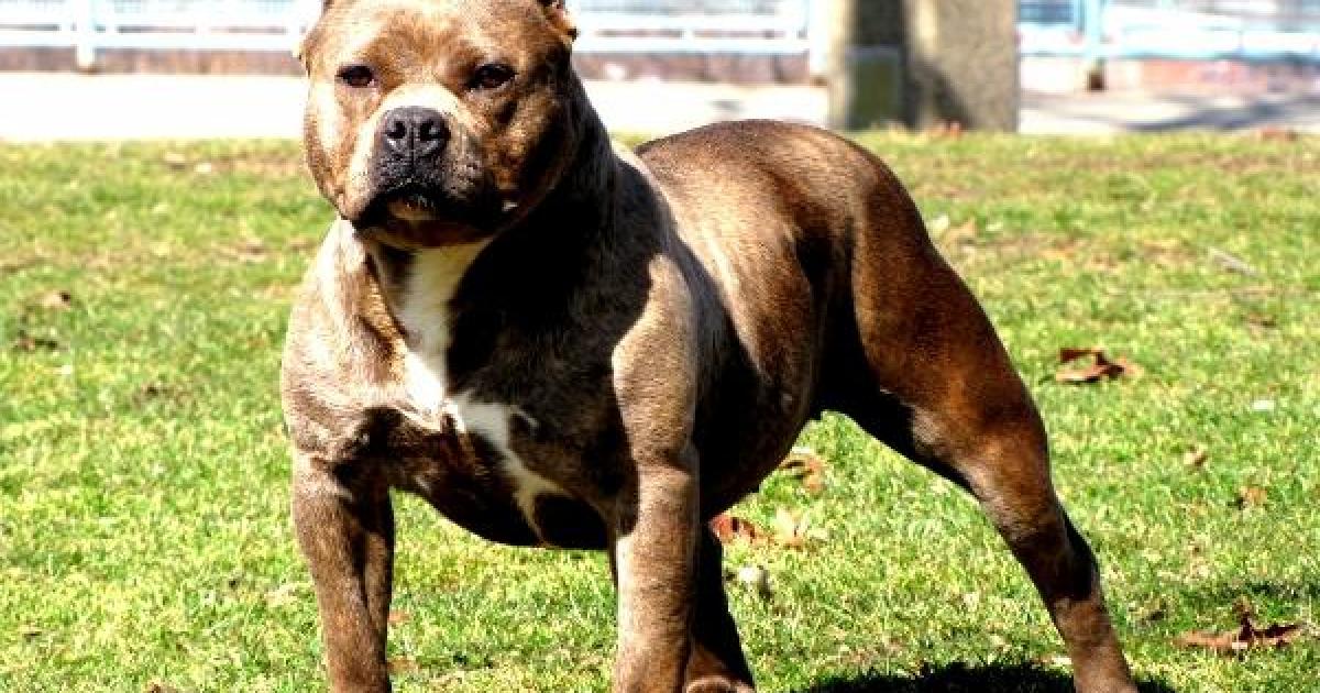 curiosidade sobre a raça de cachorro American Pit Bull