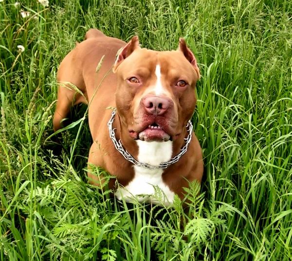 curiosidade sobre a raça de cachorro American Pit Bull