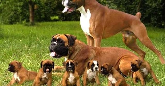 Cachorro da raça Boxer