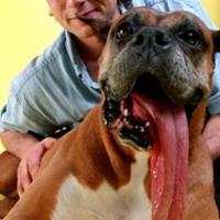 Cachorro com a maior lingua do mundo