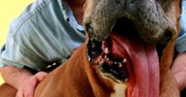 Cachorro com a maior lingua do mundo