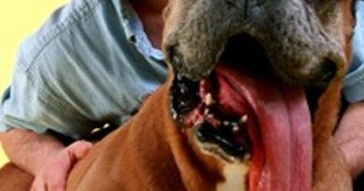 Cachorro com a maior lingua do mundo