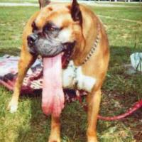 Cachorro com a maior lingua do mundo