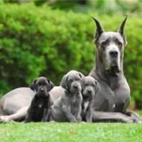 Família de cachorro Dog Alemão