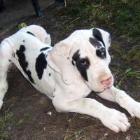 Filhote de Dog Alemão