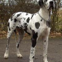 Imagem da raça Dog Alemão