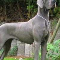 Fotos de Dog Alemão
