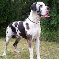 Imagem de Dog Alemão adulto