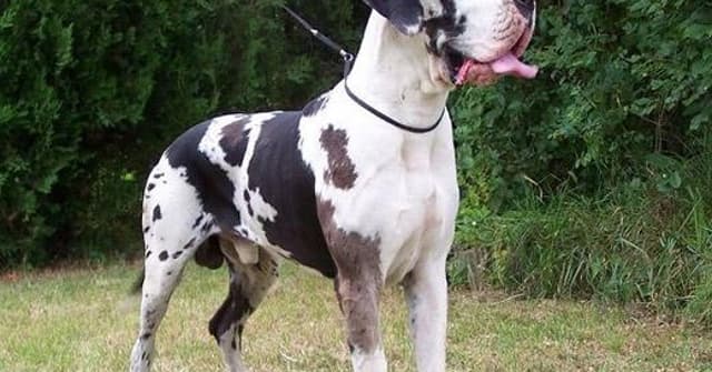 Fotos de Dog Alemão