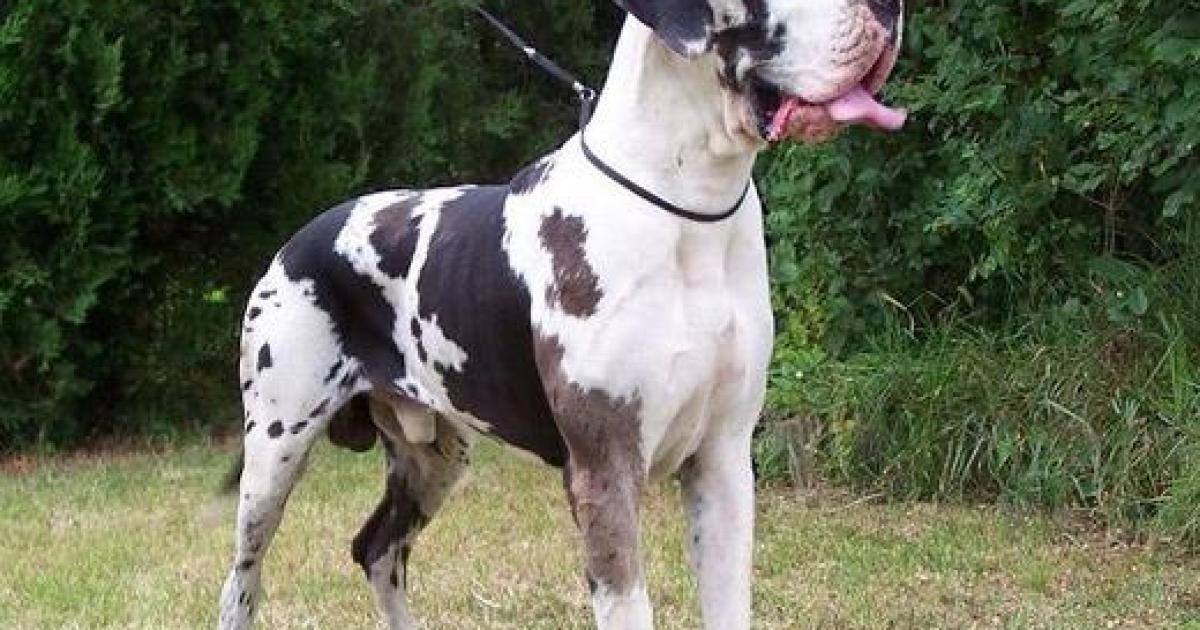 Fotos de Dog Alemão