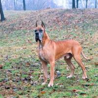 Fotos de Dog Alemão